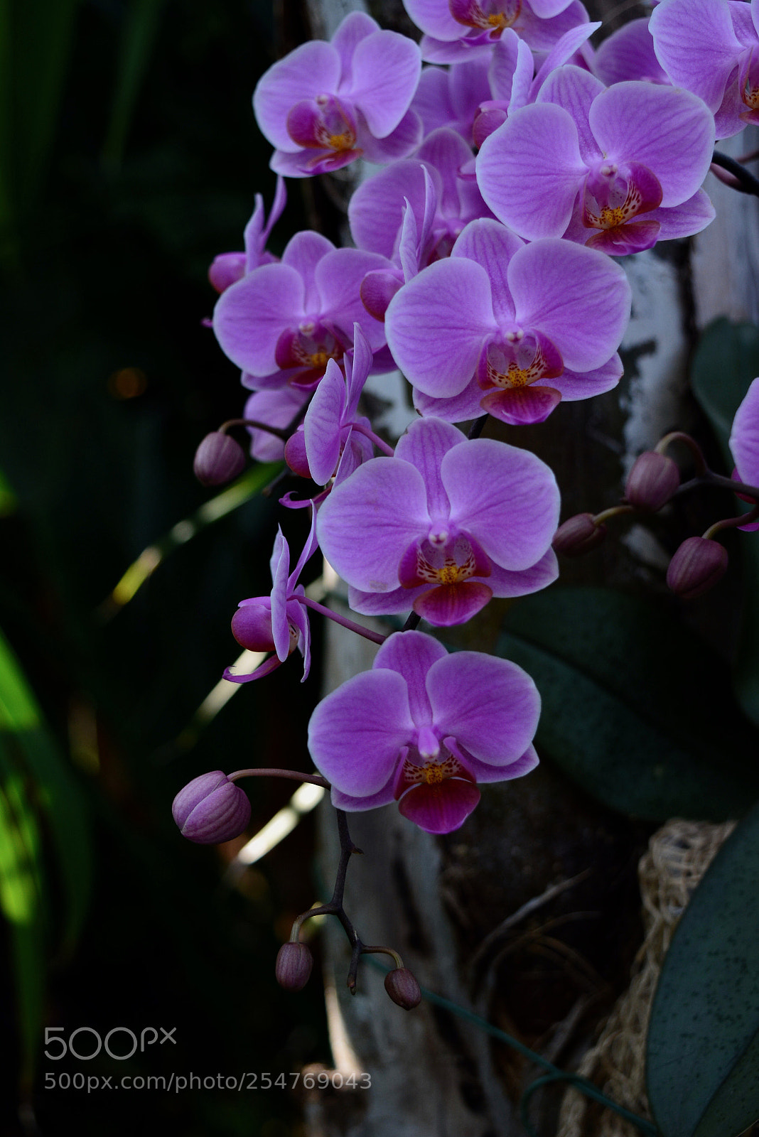 Nikon D5200 sample photo. Rose orchids photography