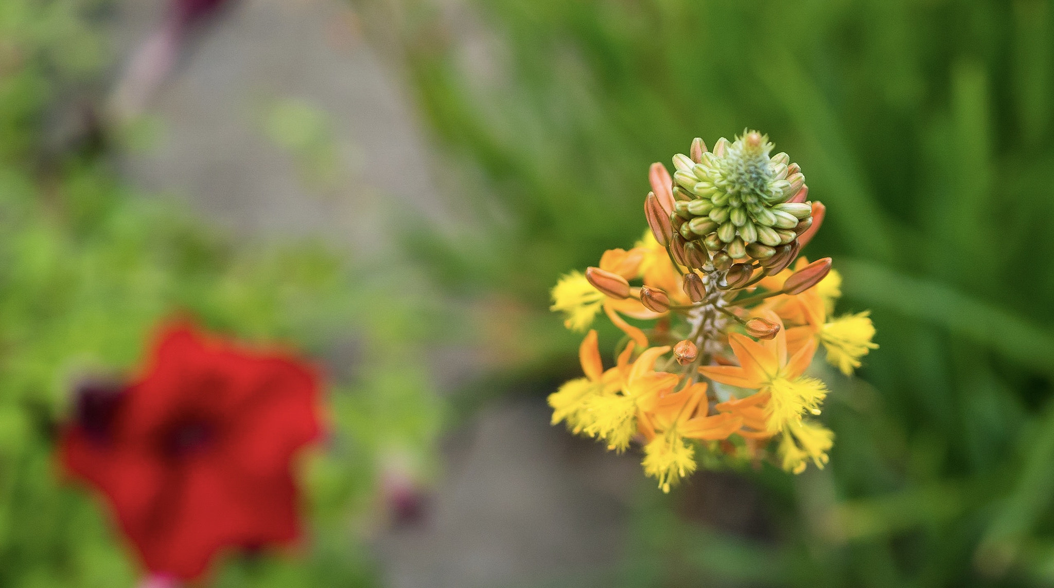 Panasonic Lumix DMC-GX85 (Lumix DMC-GX80 / Lumix DMC-GX7 Mark II) sample photo. Yellow and green flower photography
