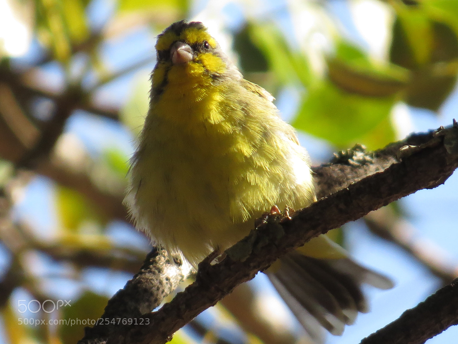 Canon PowerShot SX50 HS sample photo. Fluffy bird photography