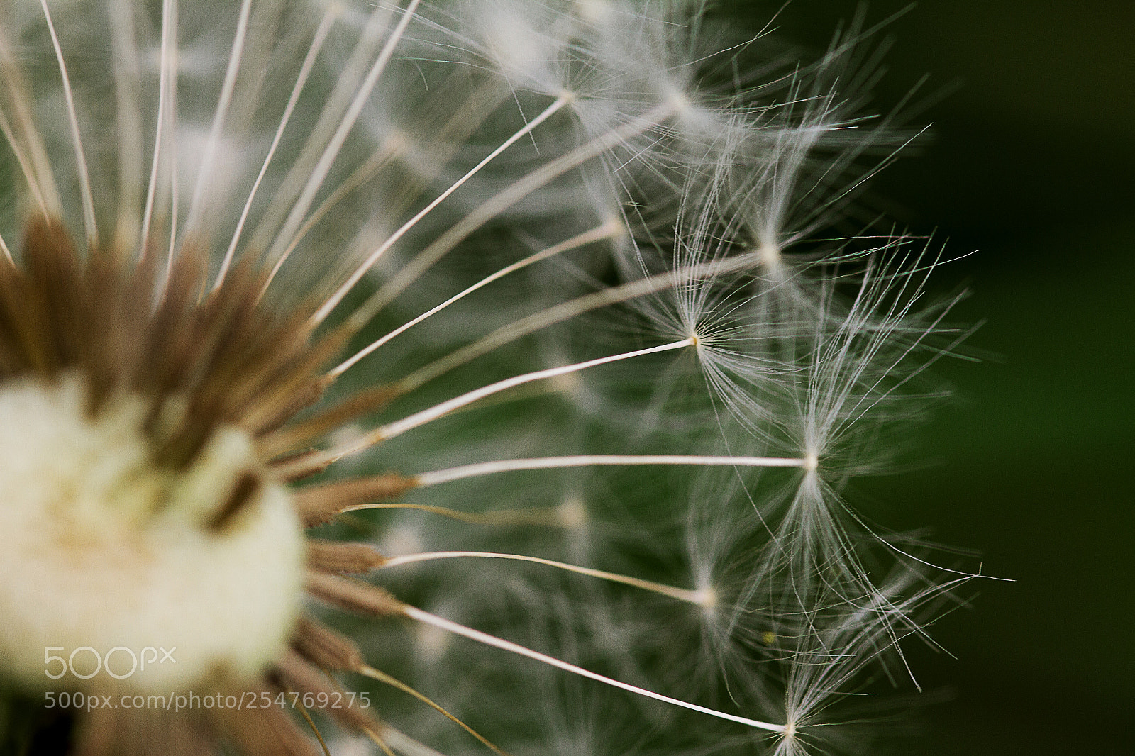 Canon EOS 7D sample photo. Dandelion photography