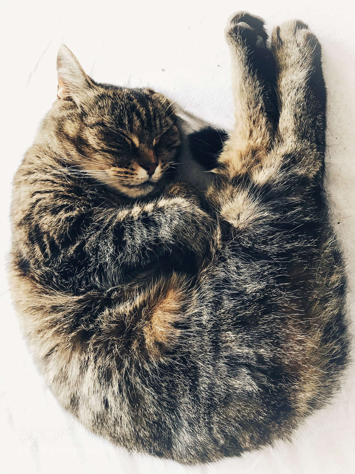 Apple iPhone 7 sample photo. Sleeping photography