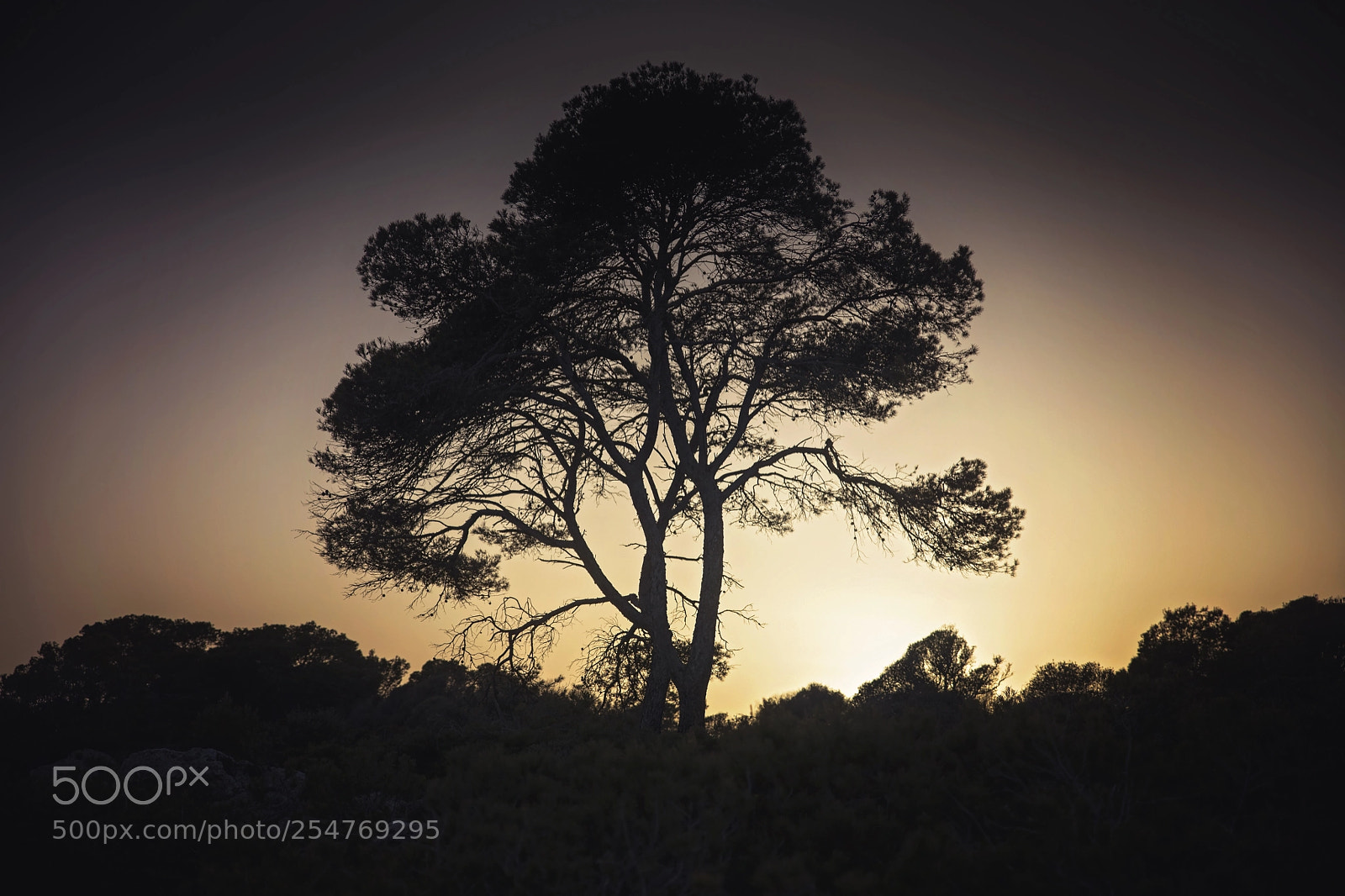 Canon EOS 5DS sample photo. Pine tree photography