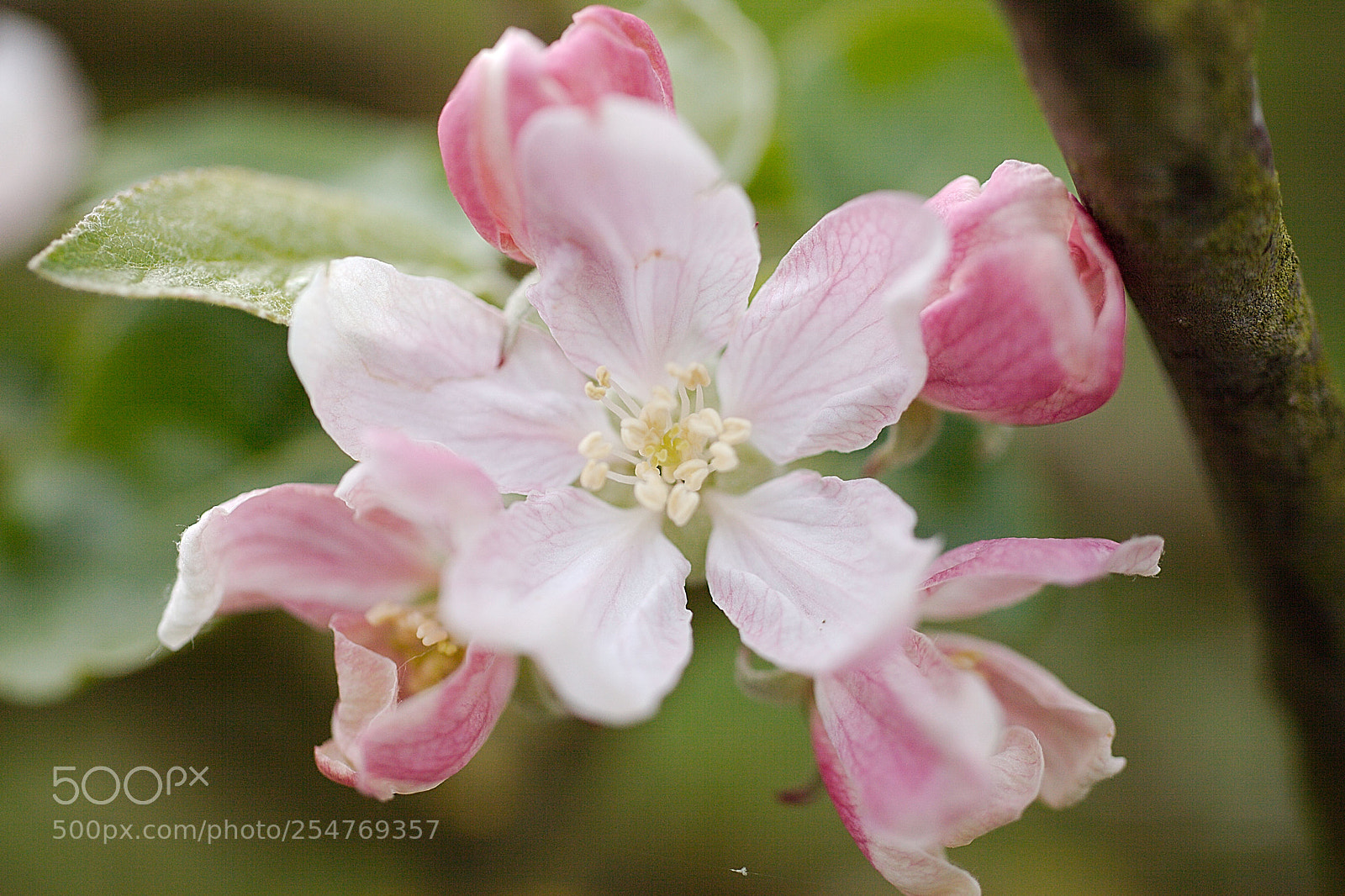 Canon EOS 5D Mark II sample photo. Apple blossom photography