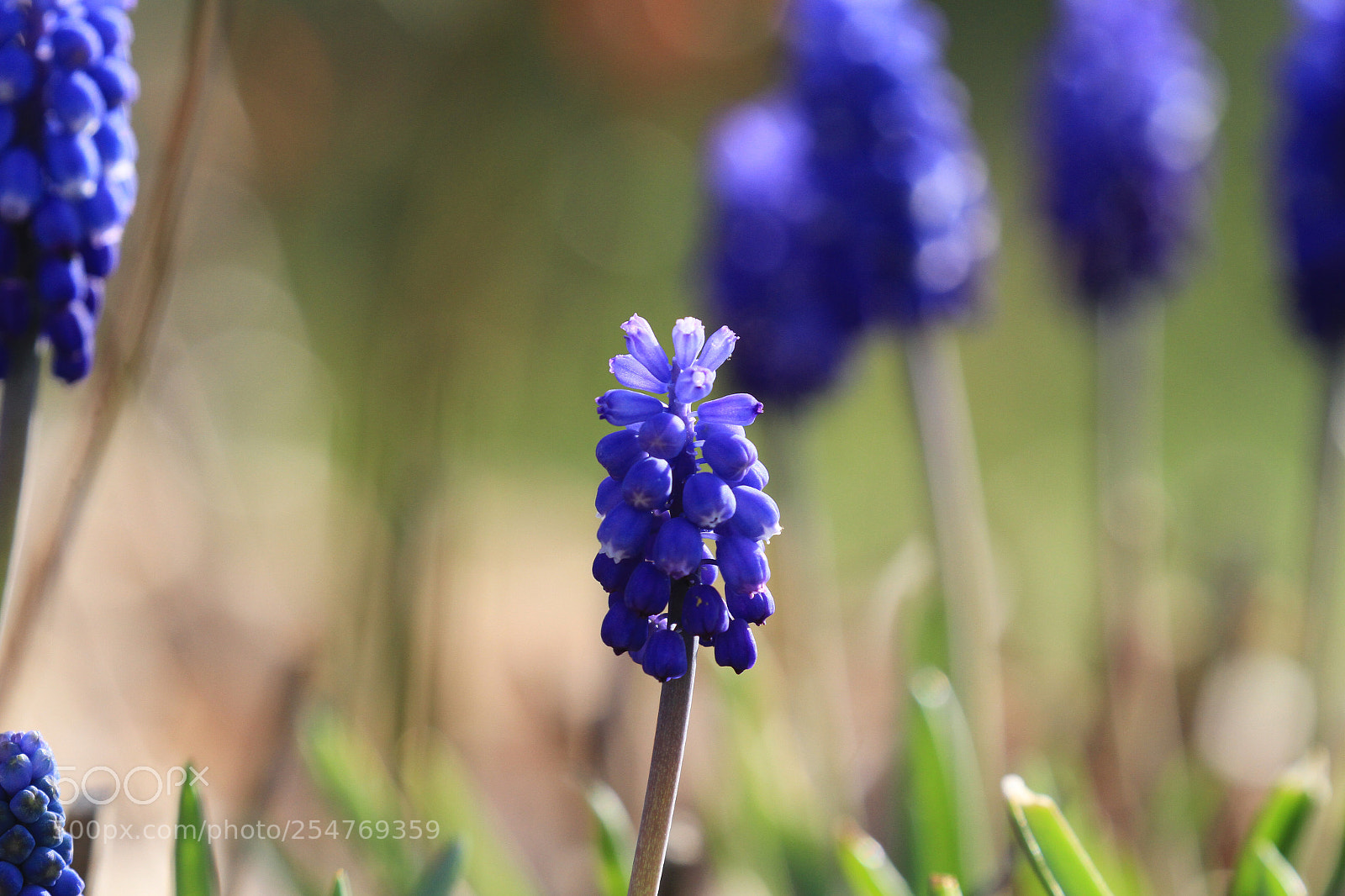 Canon EOS 7D sample photo. #grapehyacinth photography
