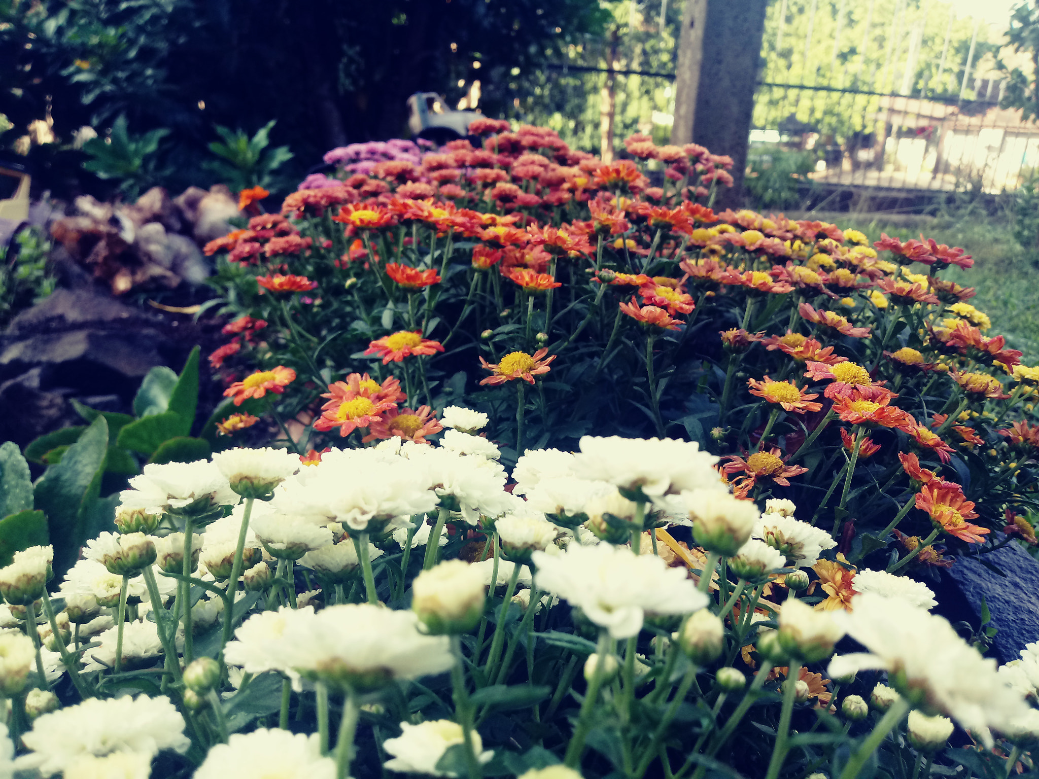 LG K10 (2017) sample photo