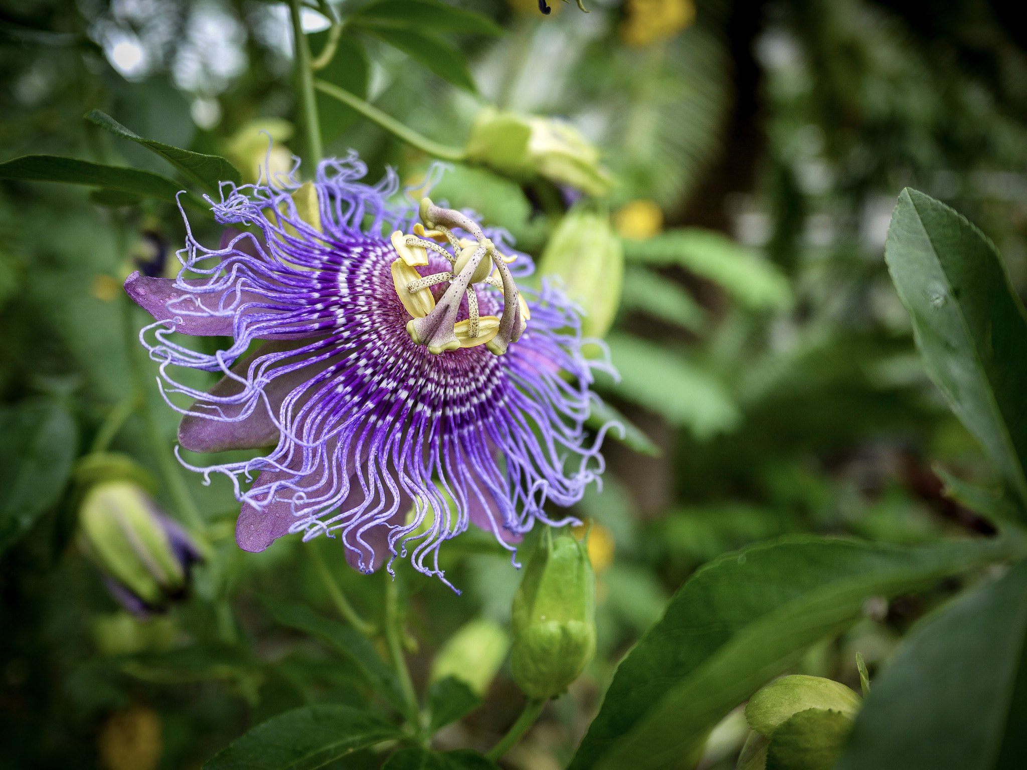 Panasonic Lumix DMC-GF2 sample photo. Purple flower photography