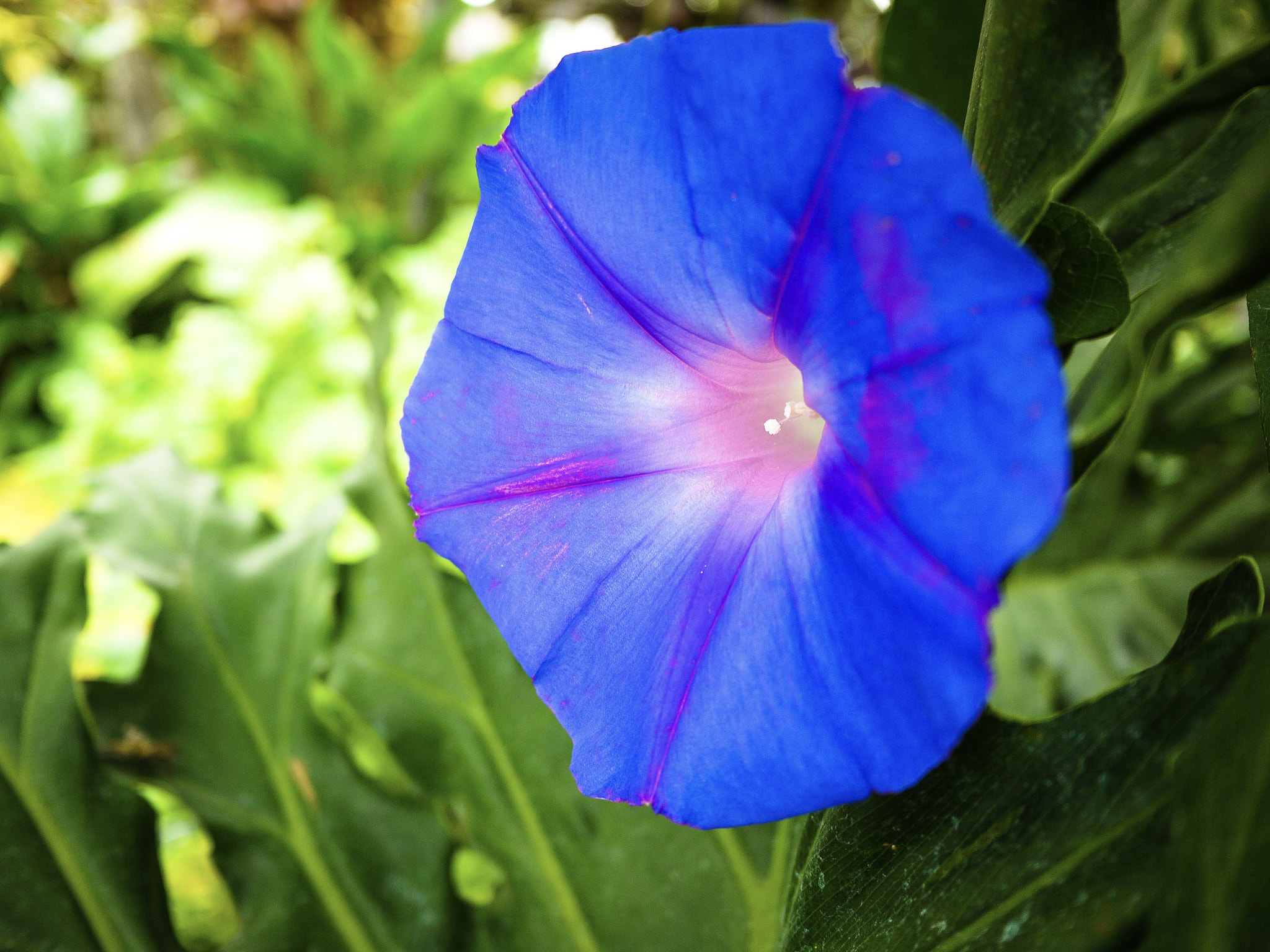 Panasonic Lumix DMC-GF2 sample photo. Blue flower photography