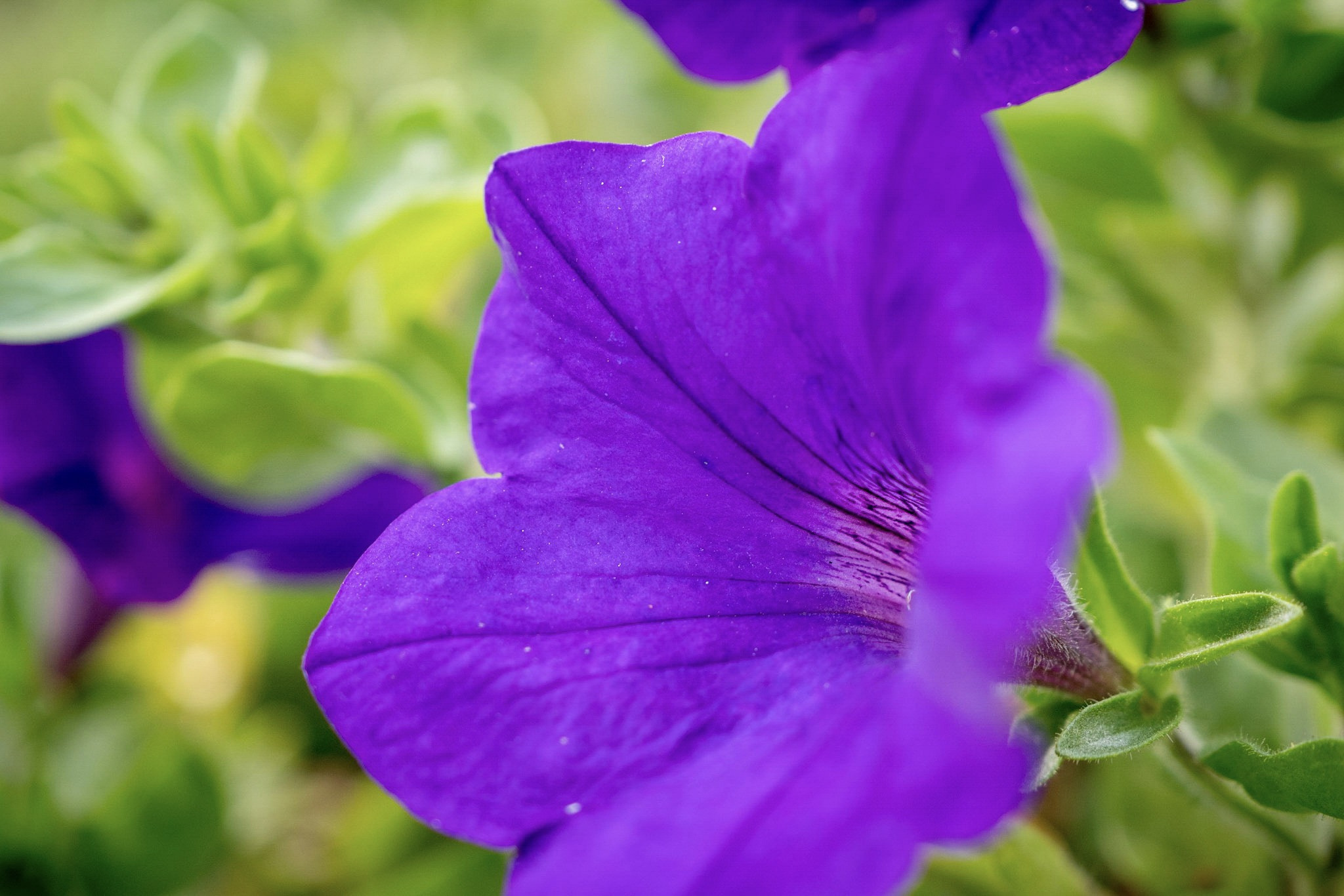 Panasonic Lumix DMC-GX85 (Lumix DMC-GX80 / Lumix DMC-GX7 Mark II) sample photo. Purple flower photography