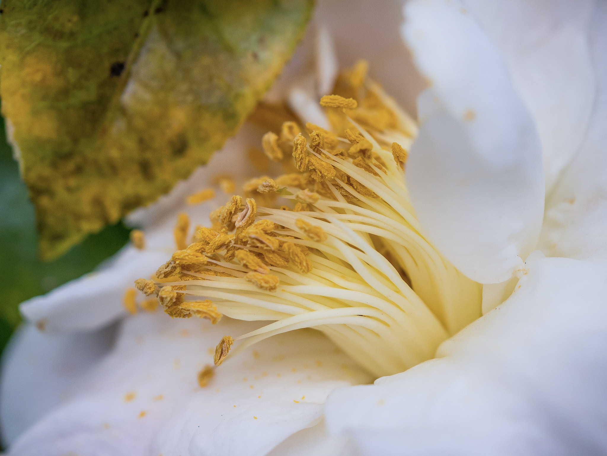 Panasonic Lumix DMC-GX85 (Lumix DMC-GX80 / Lumix DMC-GX7 Mark II) sample photo. Macro flower photography
