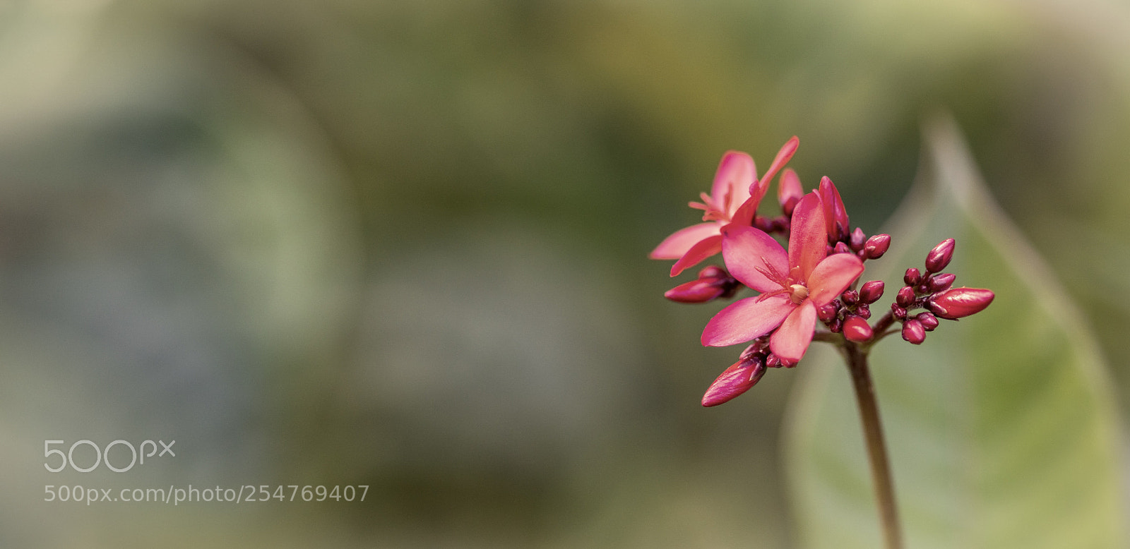 Sony ILCA-77M2 sample photo. Macro red flower photography
