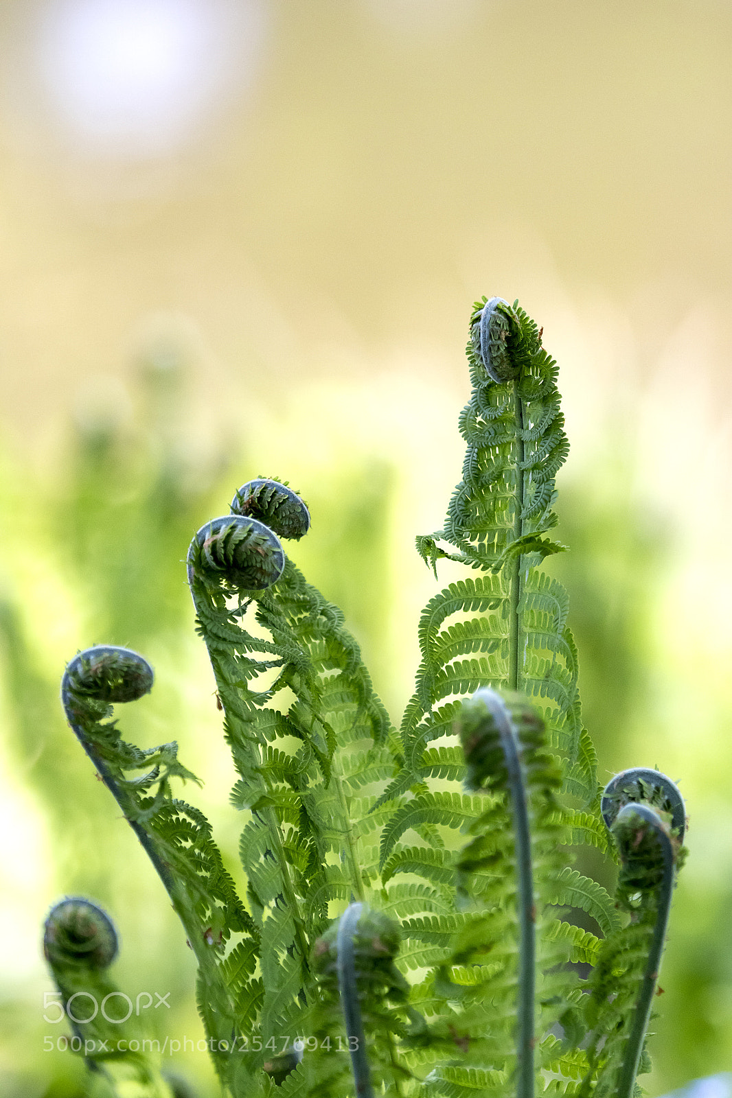 Canon EOS 80D sample photo. Fern photography