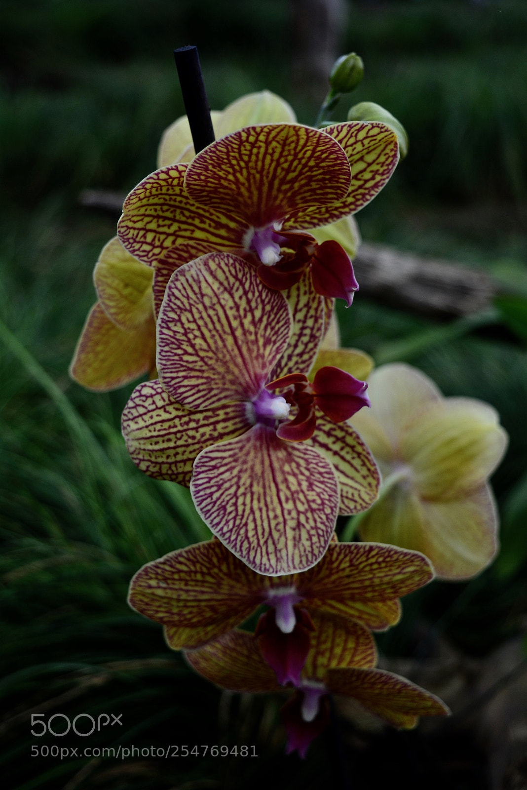 Nikon D5200 sample photo. Yellow orchids photography