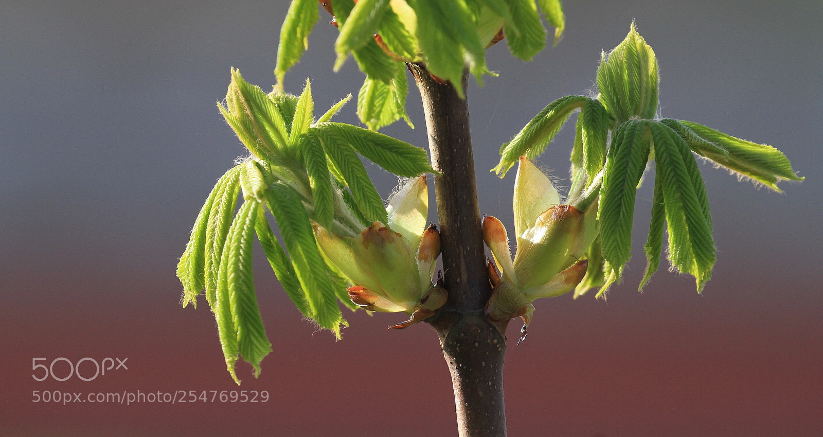 Canon EOS 7D sample photo. Chestnut photography