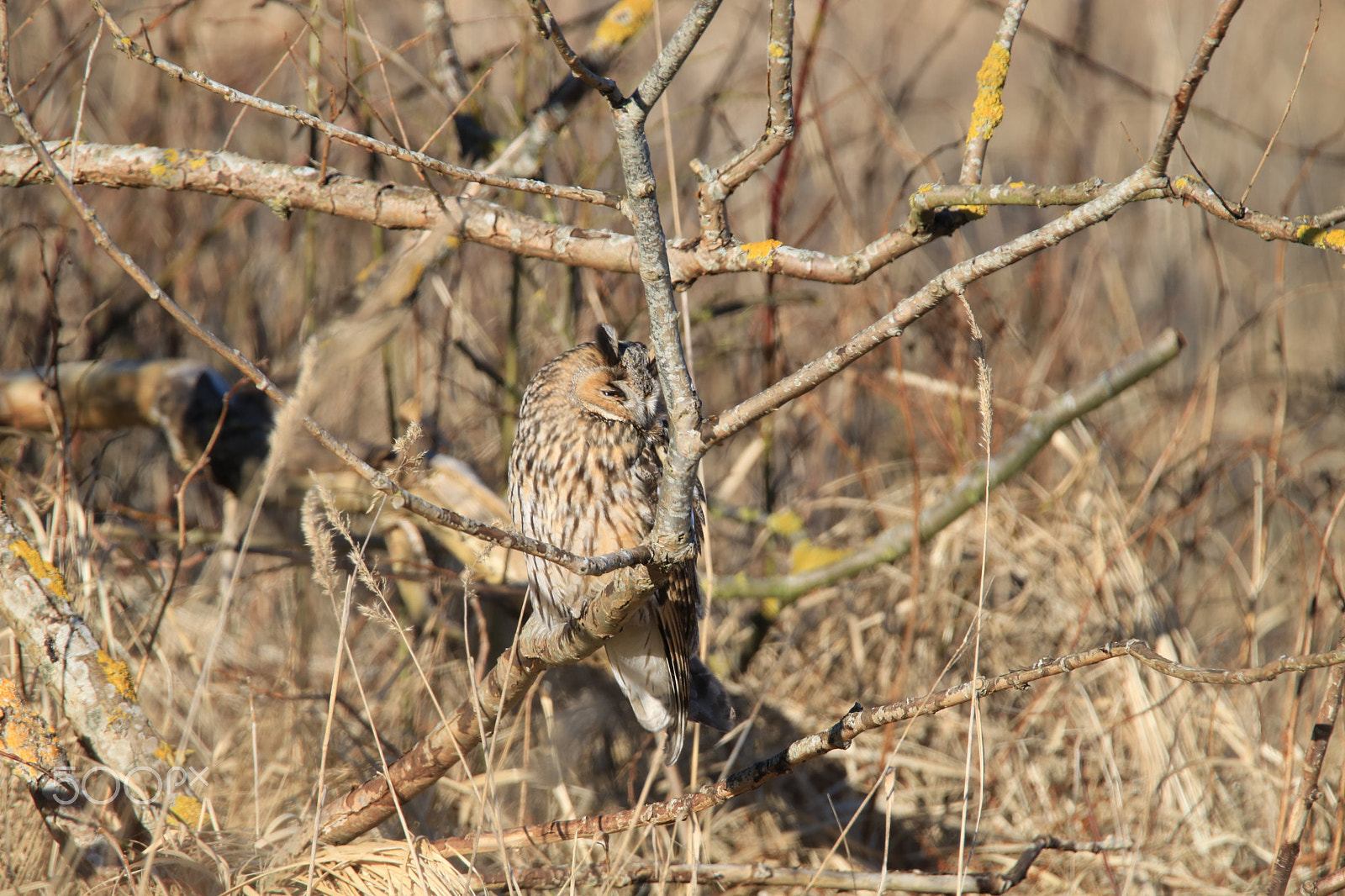 Tamron SP 150-600mm F5-6.3 Di VC USD sample photo. Img photography