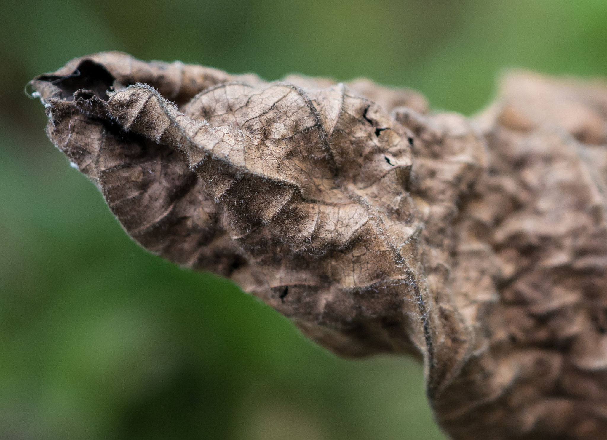 Panasonic Lumix DMC-GX85 (Lumix DMC-GX80 / Lumix DMC-GX7 Mark II) sample photo. Macro leaf photography
