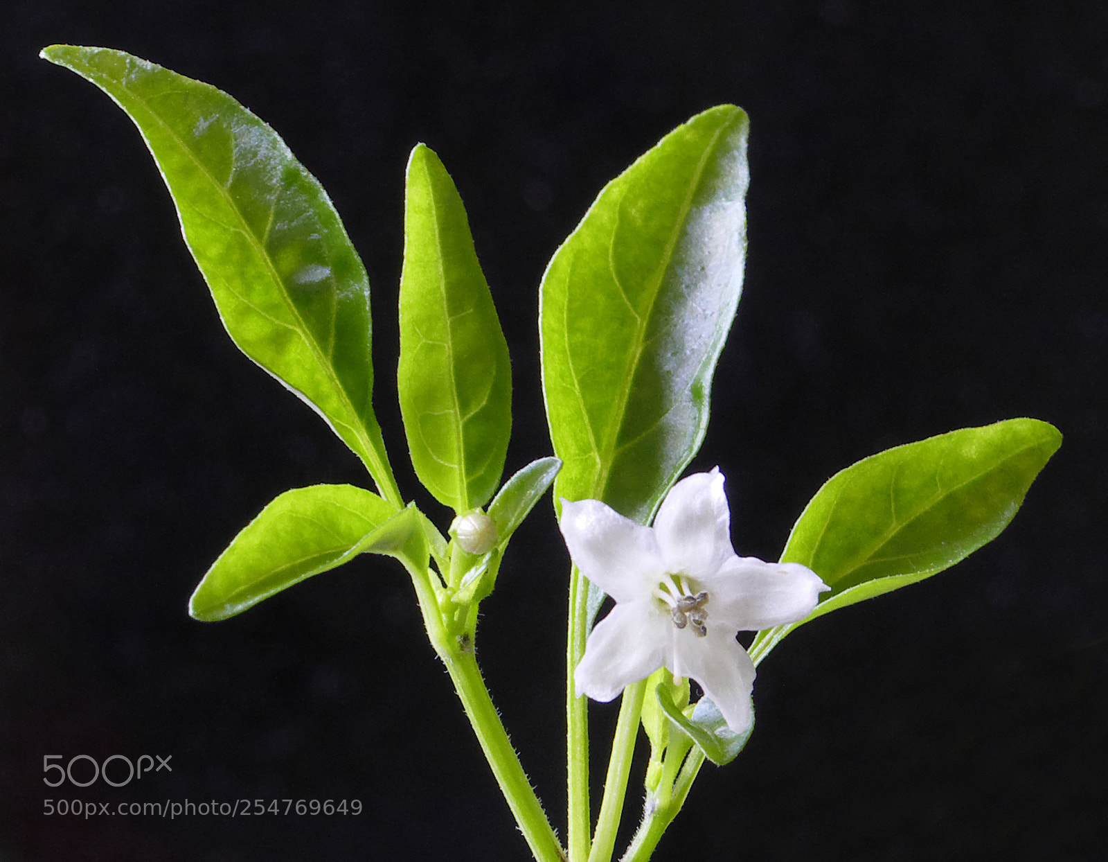 Panasonic Lumix DMC-FZ1000 sample photo. Chilli plant growing in photography