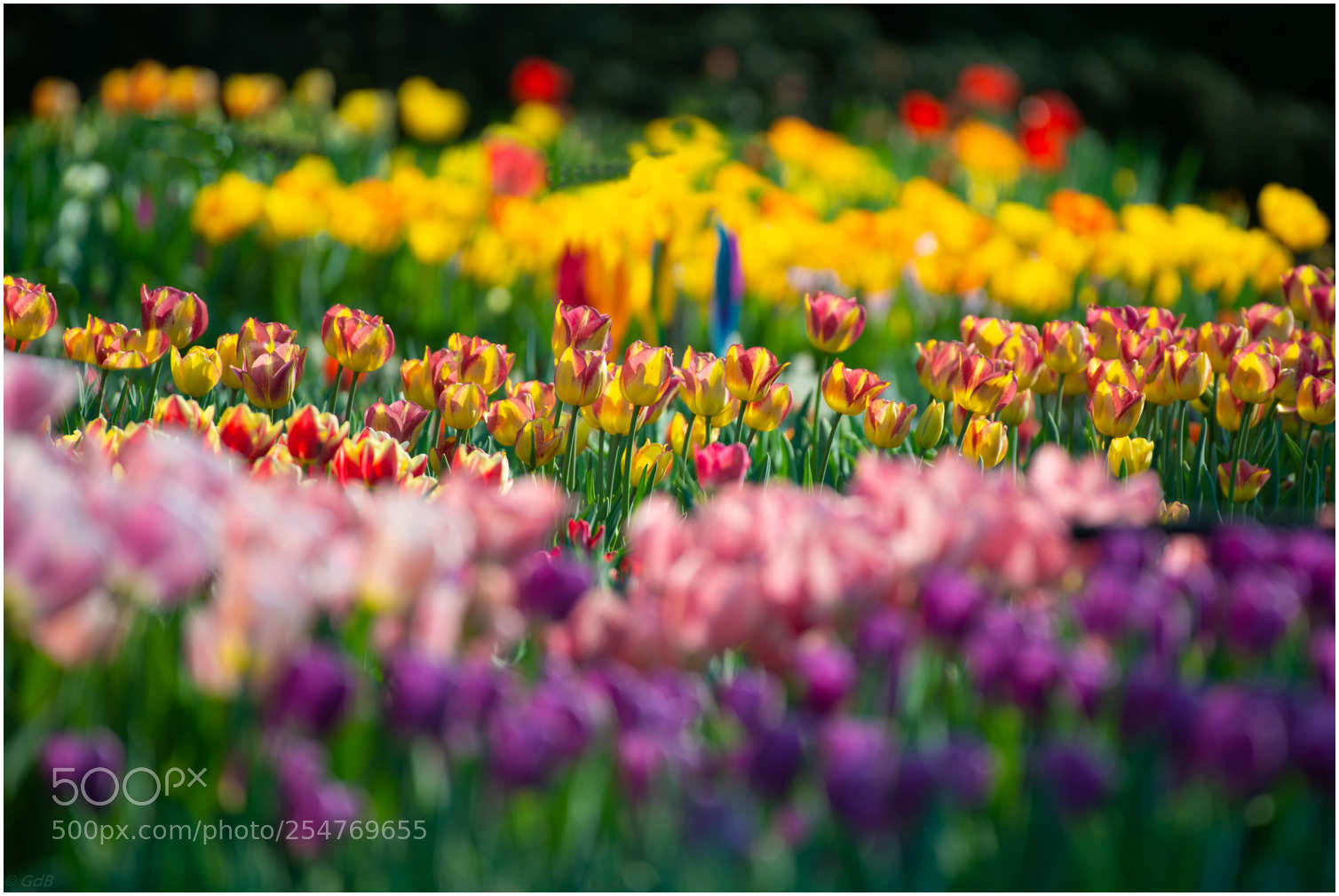 Nikon D800 sample photo. Tulips photography