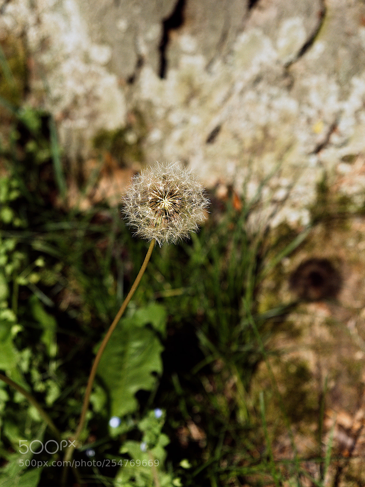 Panasonic Lumix DC-GH5 sample photo. *** photography