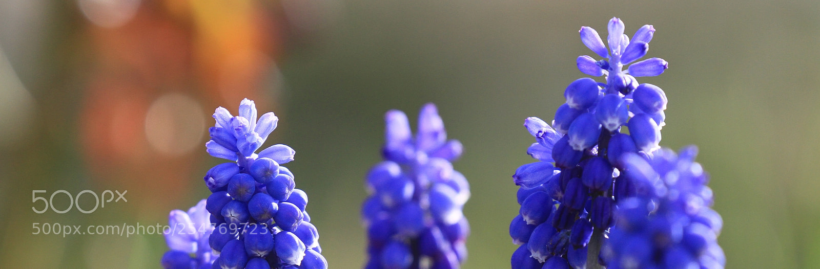 Canon EOS 7D sample photo. Grapehyasinth photography