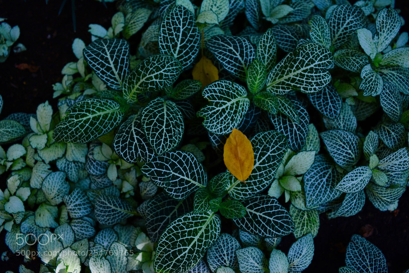 Nikon D5200 sample photo. Small plants in botanical photography