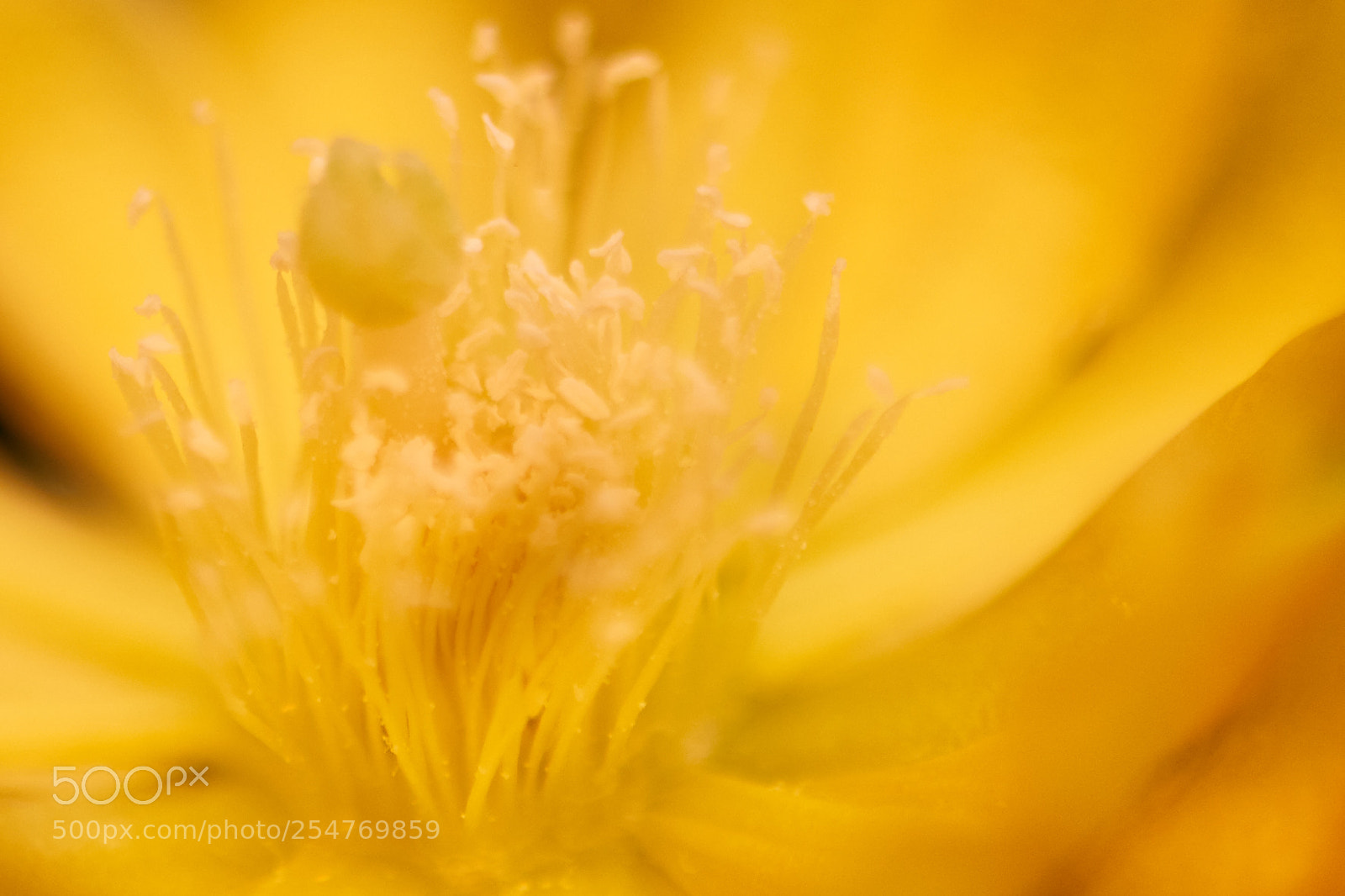 Nikon D800 sample photo. Yellow flower photography