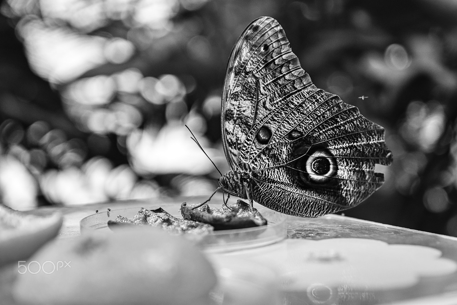 Sigma 17-50mm F2.8 EX DC OS HSM sample photo. Butterfly photography