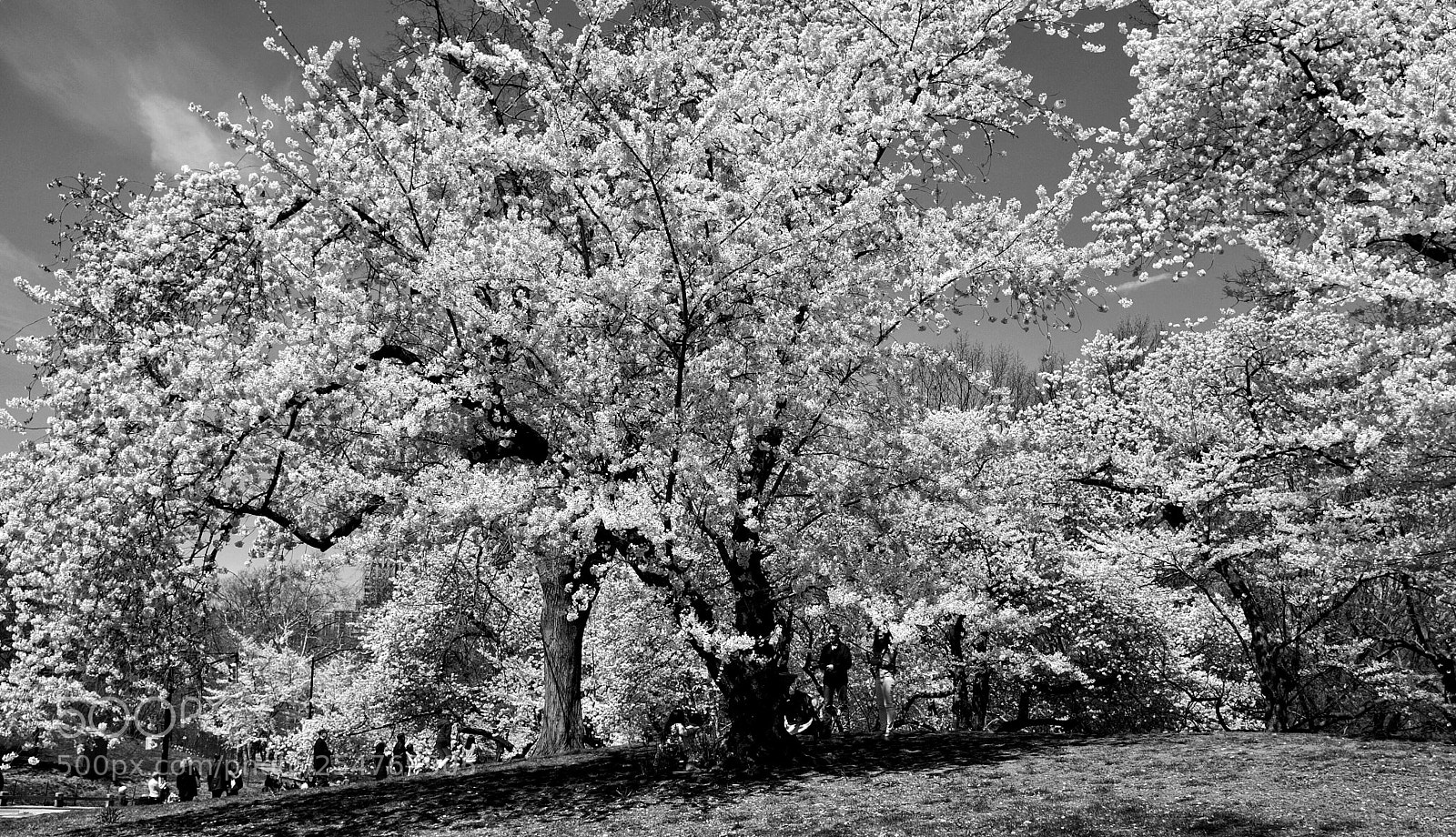 Fujifilm FinePix X100 sample photo. Springtime! photography