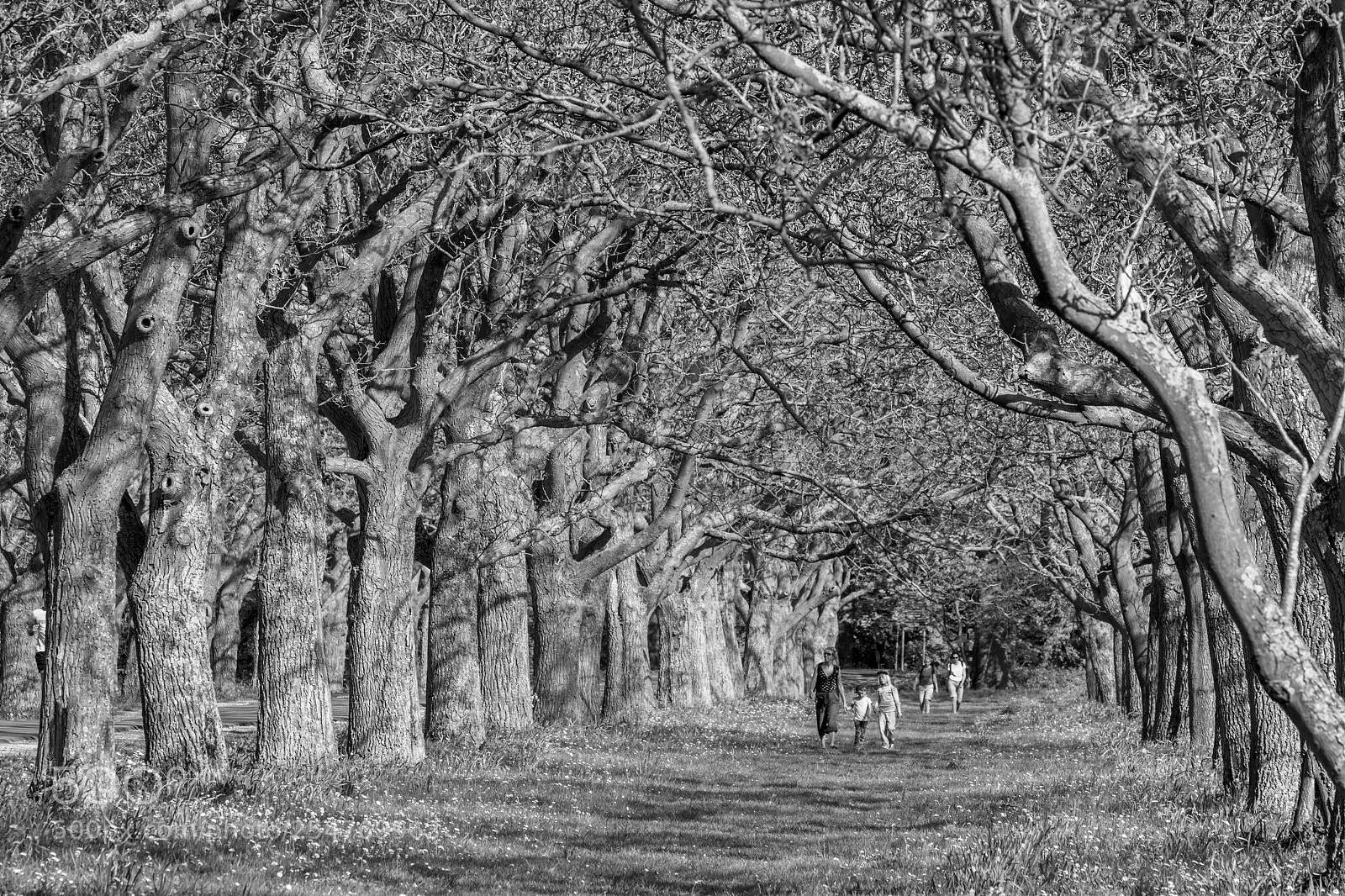 Canon EOS 7D Mark II sample photo. Under the trees photography