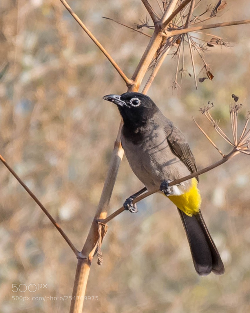 Nikon D5 sample photo. Bulbul photography