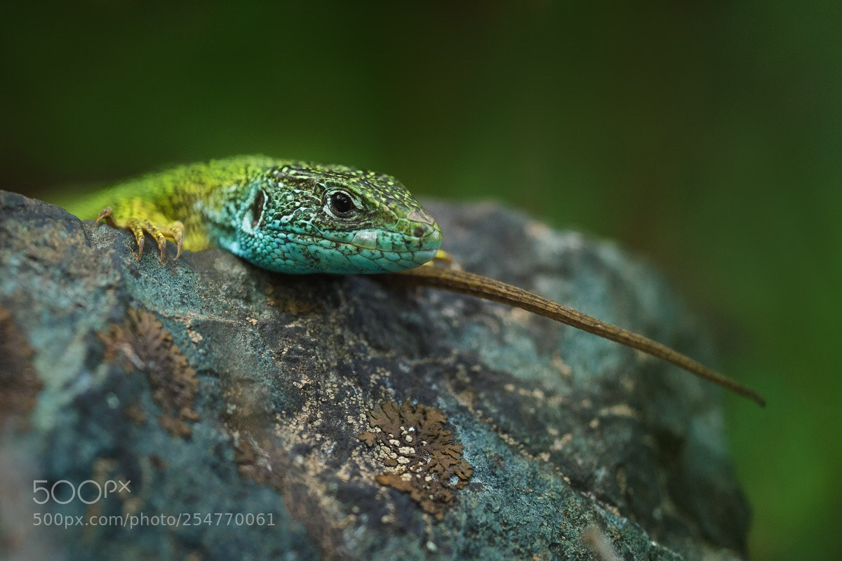 Nikon D7200 sample photo. Green lizard  photography