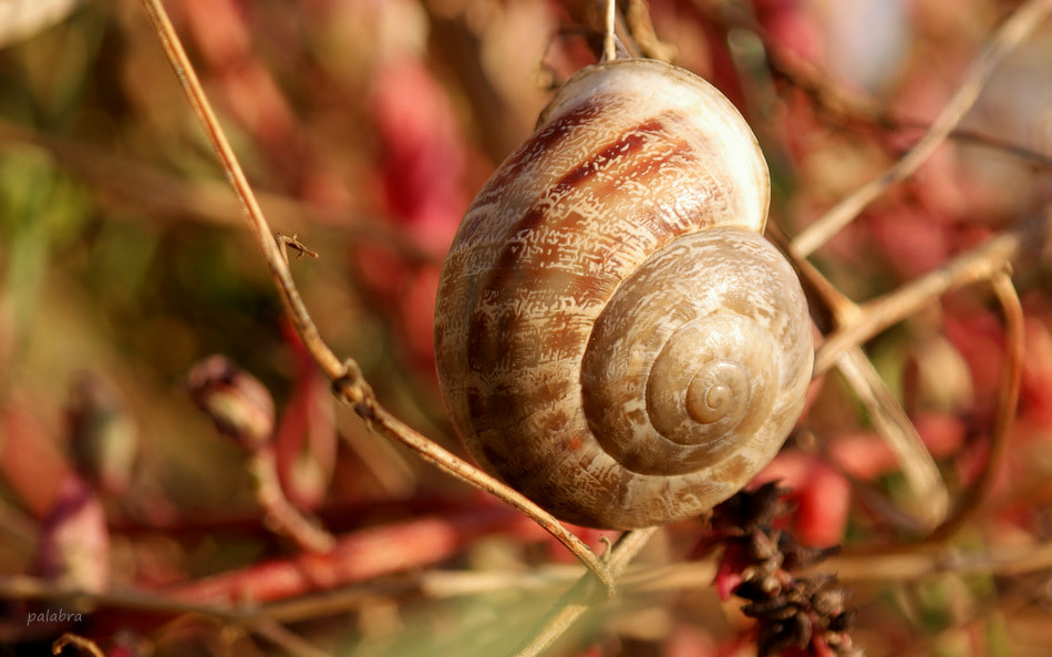 Samsung NX1 sample photo. ... photography