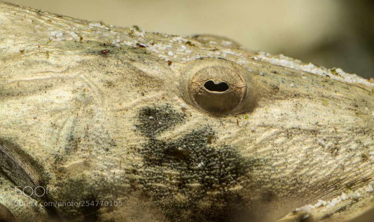 Sony SLT-A58 sample photo. Bagarius bagarius, the "goonch" photography