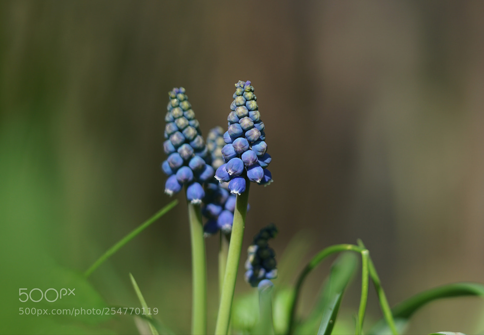 Sony a6000 sample photo. Muscari photography