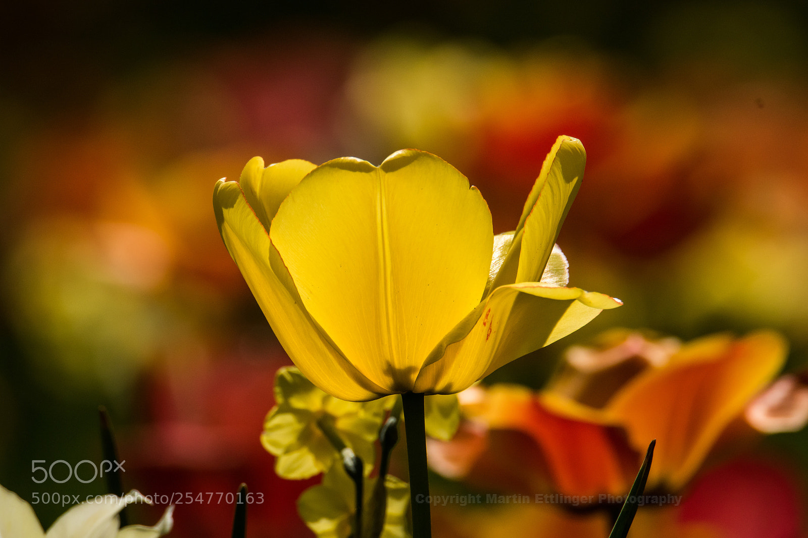 Canon EOS 7D Mark II sample photo. Tulip 22042018 photography