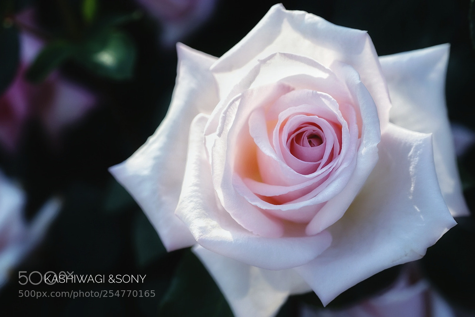 Sony a7 II sample photo. Memoriam / u.s.a. 1961 photography