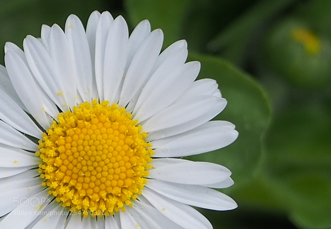 Olympus OM-D E-M10 III sample photo. Daisy photography