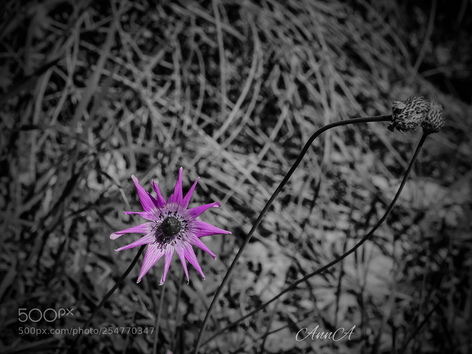 Olympus OM-D E-M10 II sample photo. Solitude..... photography