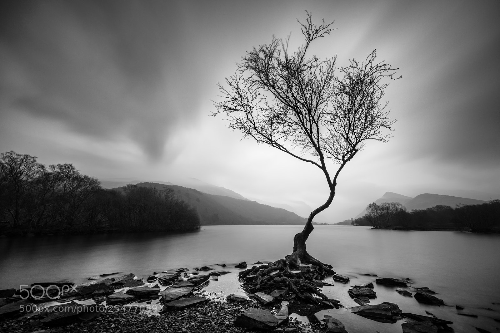 Nikon D7100 sample photo. Lonely tree, llyn padarn photography