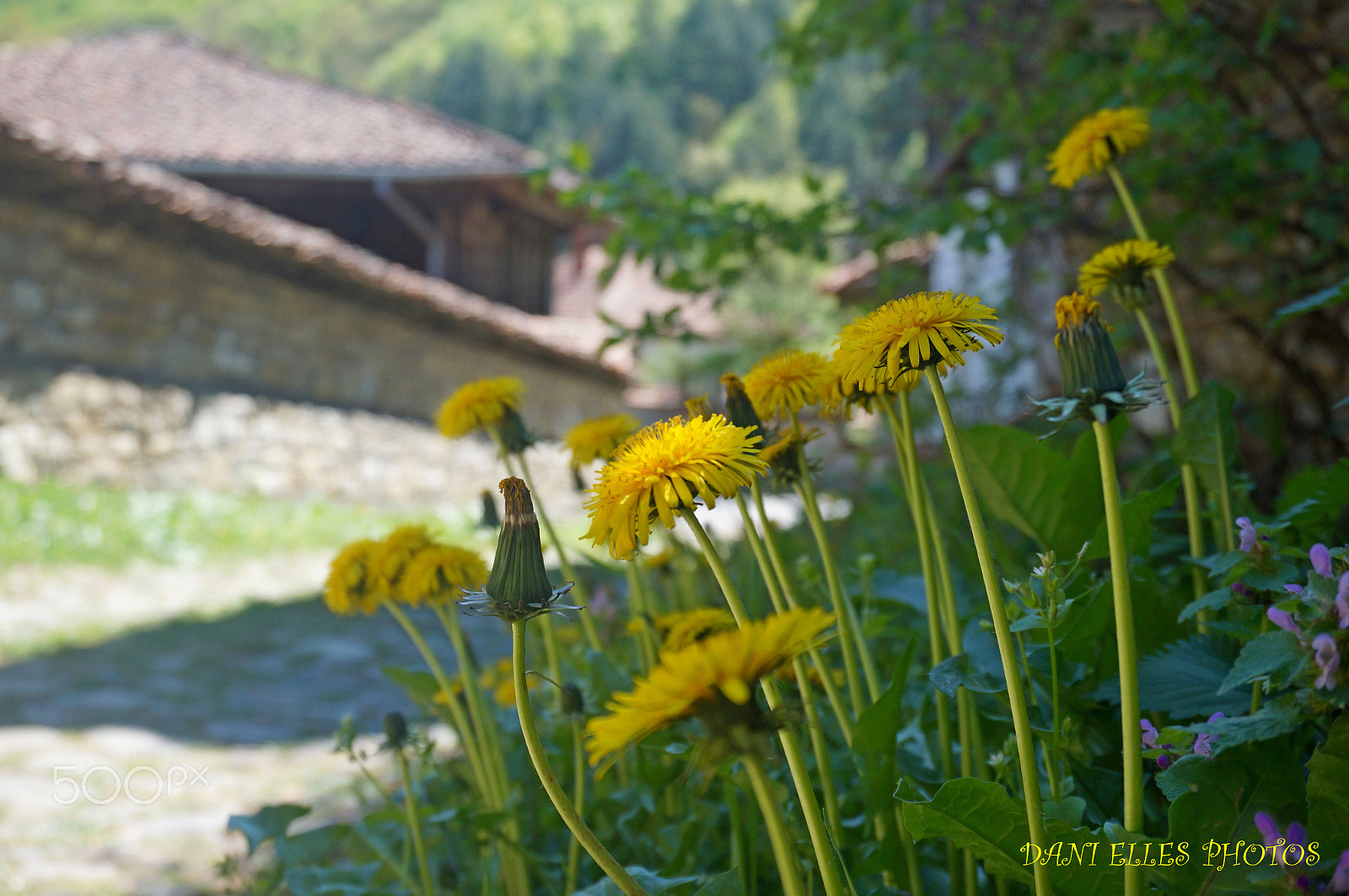 Sony Alpha NEX-3N sample photo. Dandelion - harefoot.jpg photography