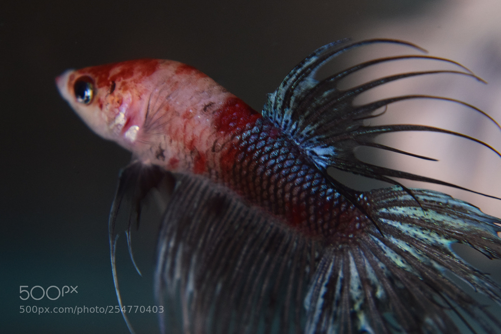 Nikon D3300 sample photo. Betta fish photography