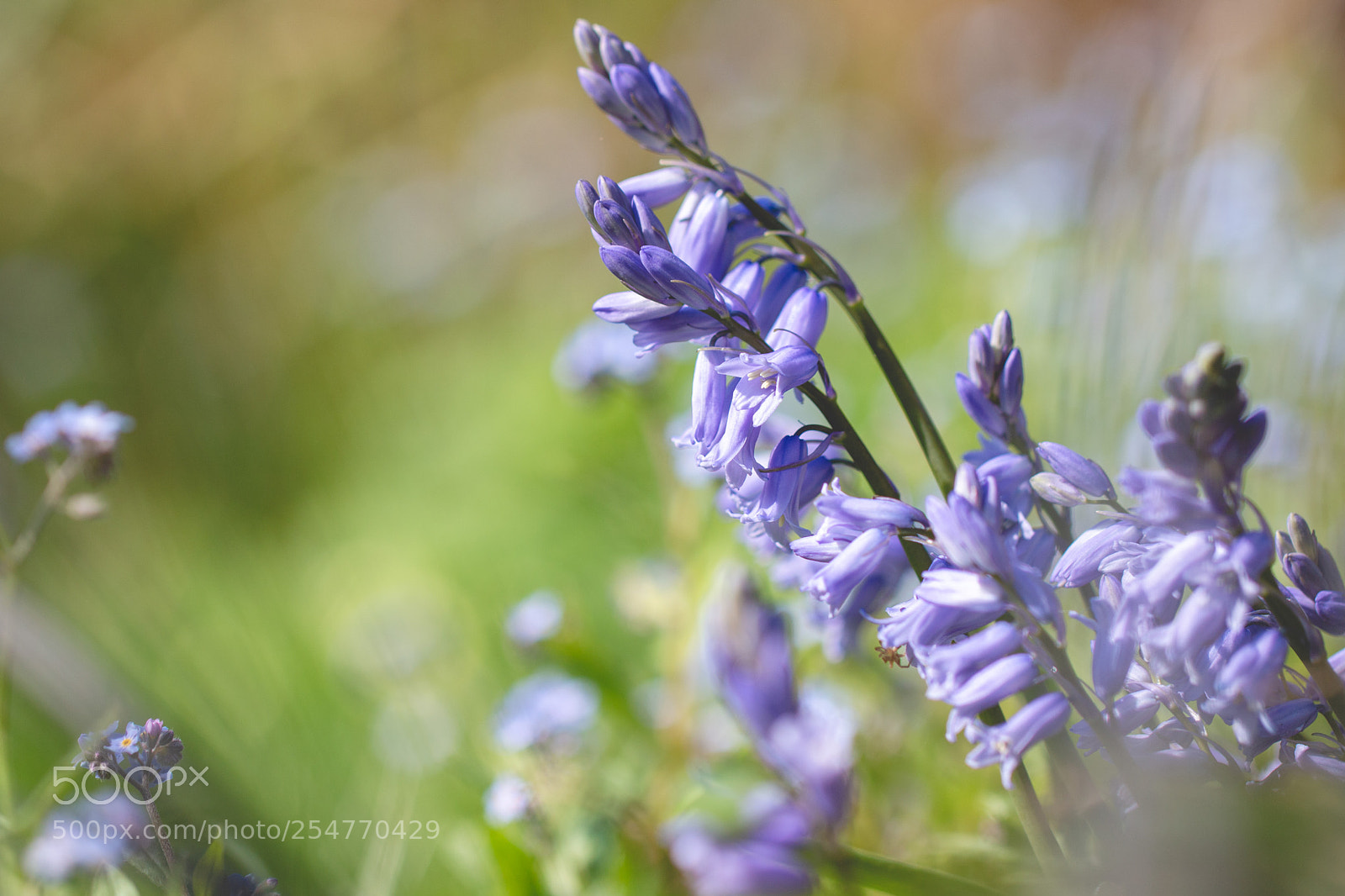 Canon EOS 70D sample photo. More bluebells photography