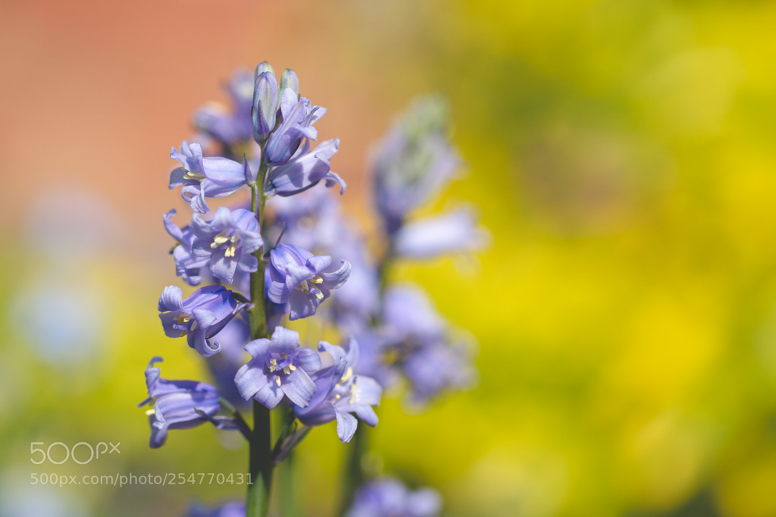 Canon EOS 70D sample photo. Bluebells photography