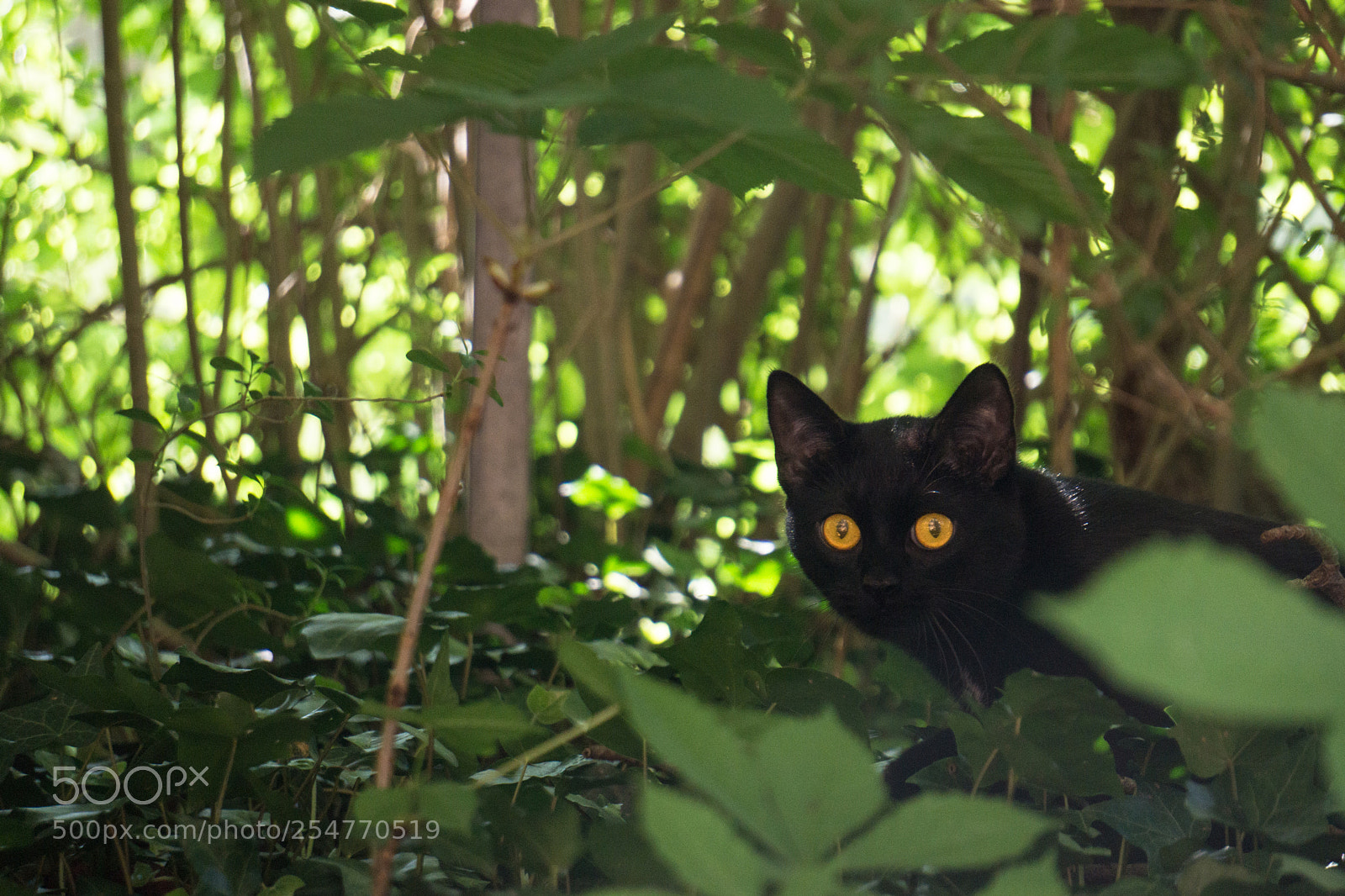 Sony a6000 sample photo. The jungle photography