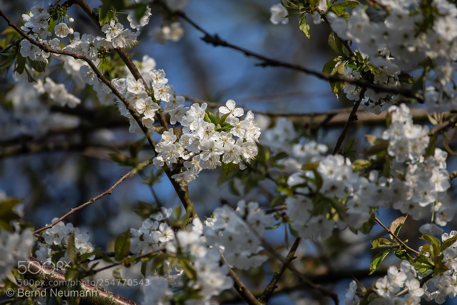 Nikon D7500 sample photo. Flower power photography