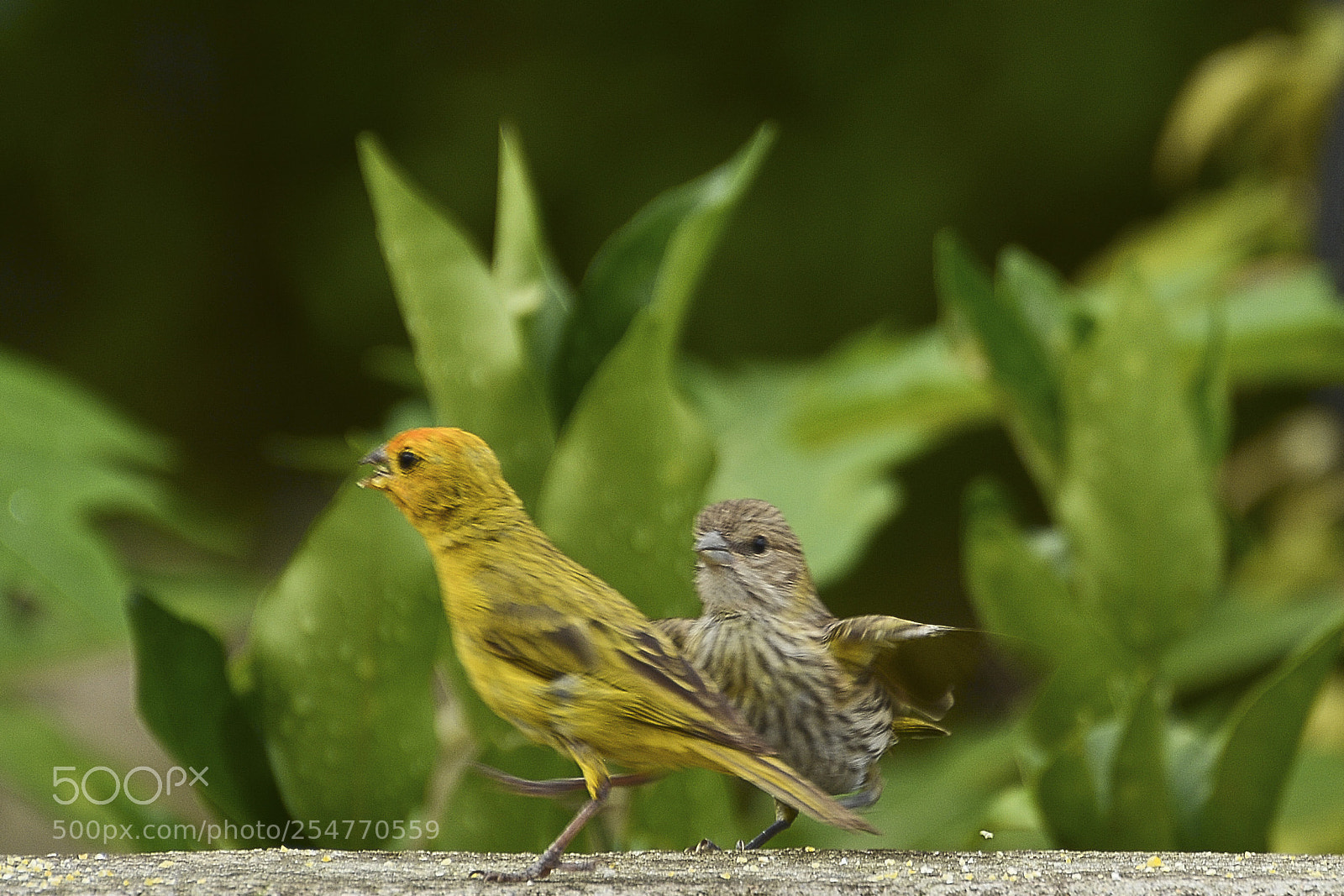 Nikon D7100 sample photo. Correndo atr s do photography