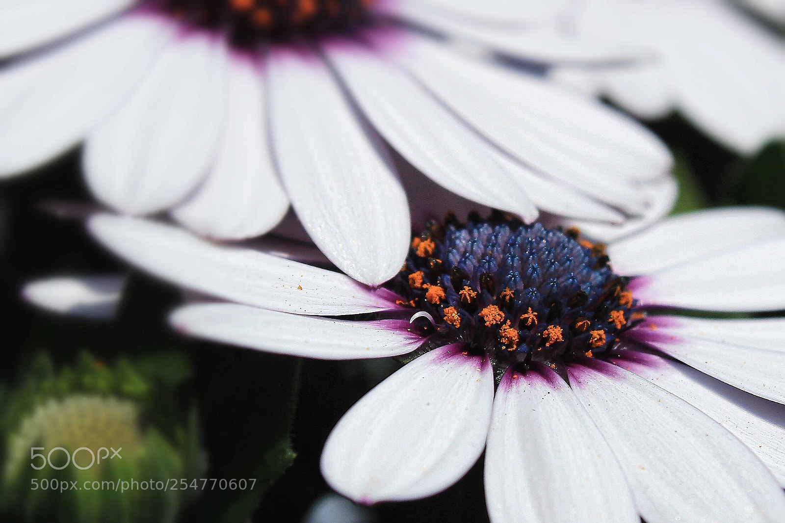 Canon EOS 1300D (EOS Rebel T6 / EOS Kiss X80) sample photo. Osteospermum photography
