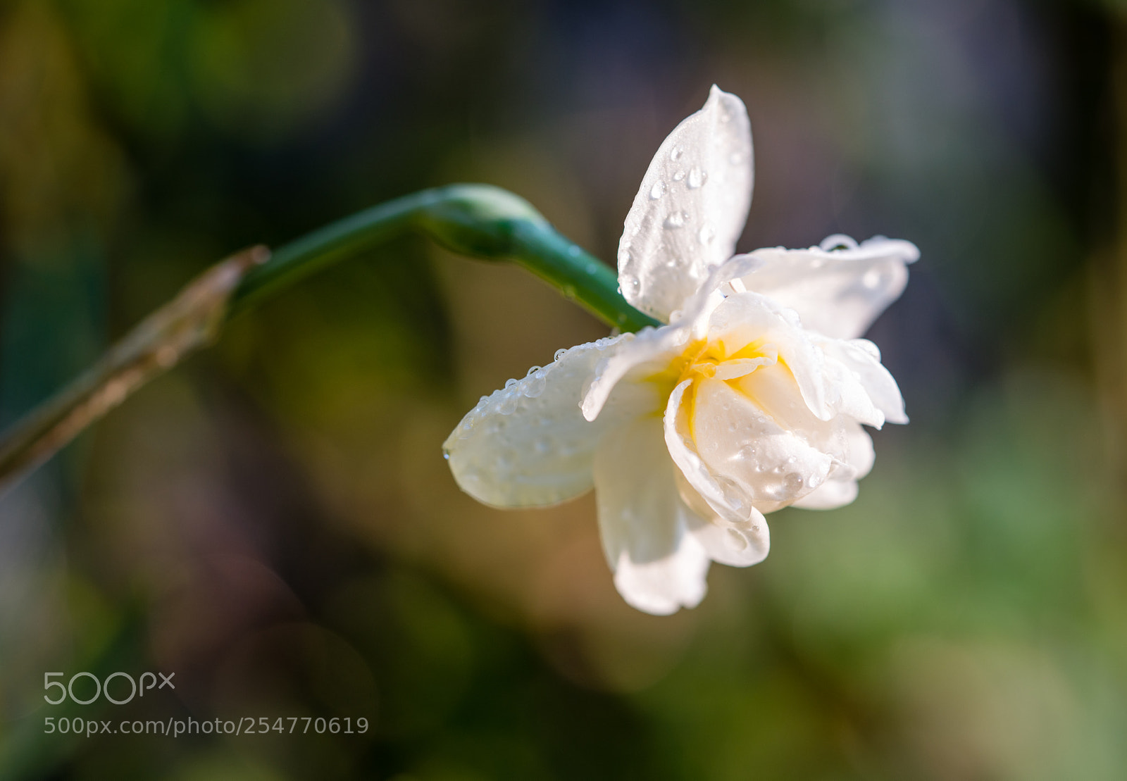 Sony a7R II sample photo. Flower after the rain photography