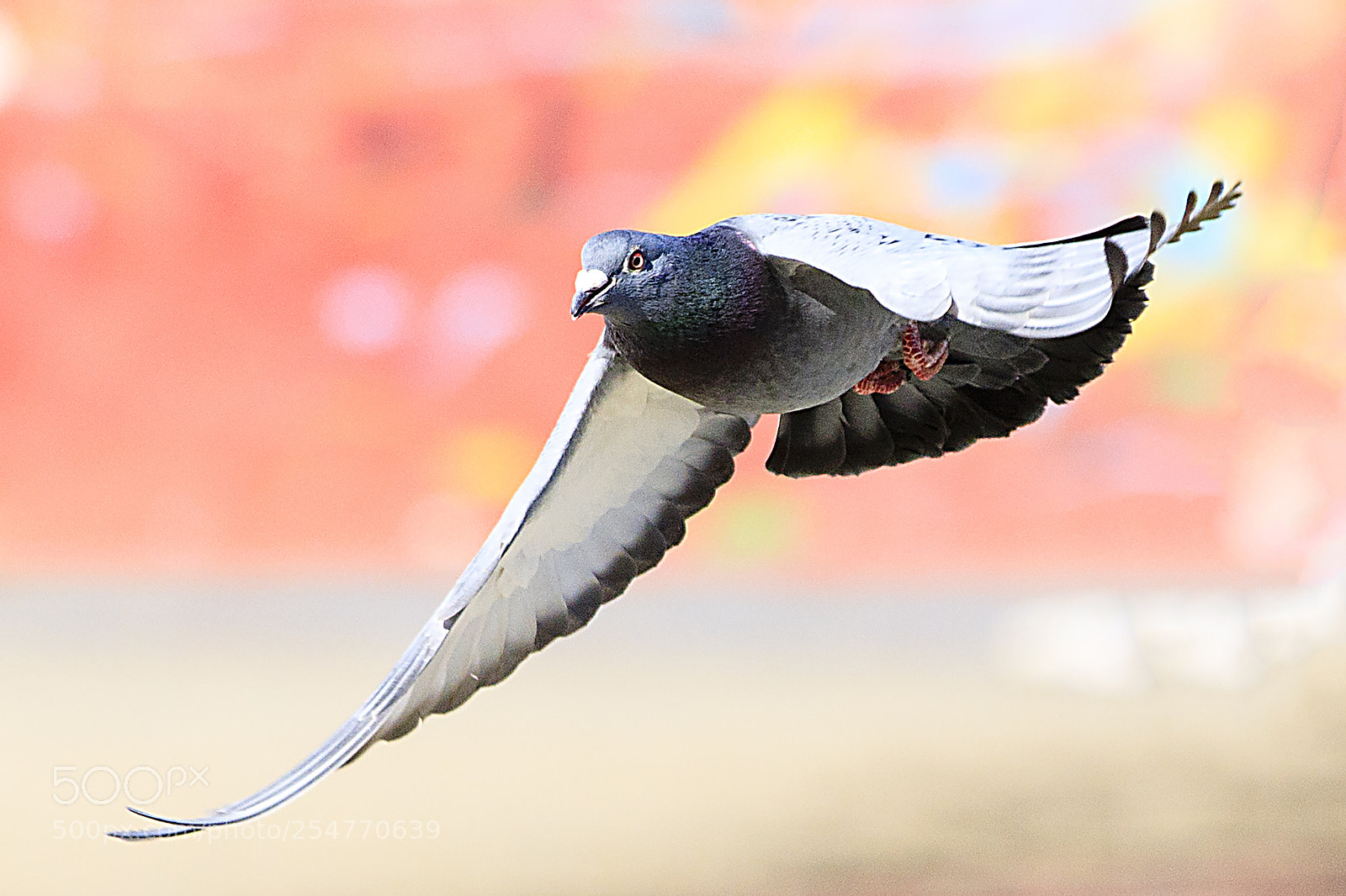 Canon EOS 5D Mark IV sample photo. Postagalamb photography