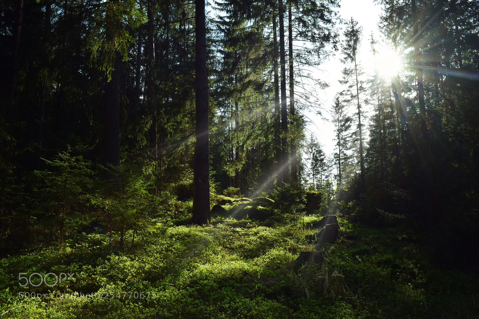 Nikon D5300 sample photo. Forrest light photography