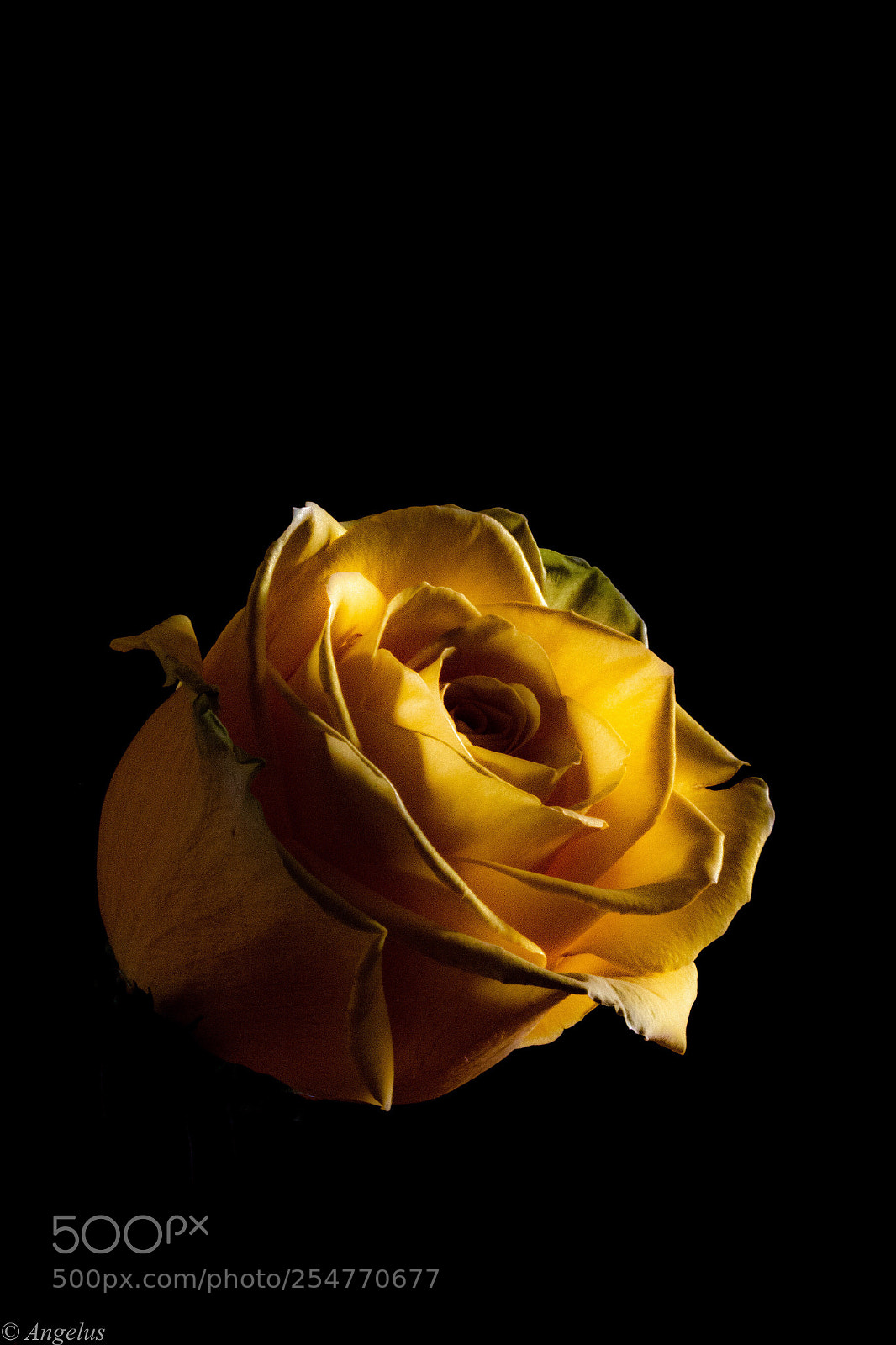 Canon EOS 70D sample photo. Rose  photography